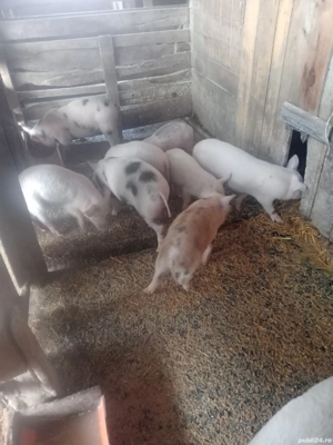 Purcei Frumoși - imagine 3