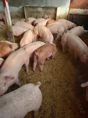 Vand purcei de carne - imagine 2