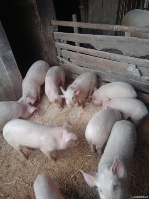 Purcei Frumoși - imagine 4