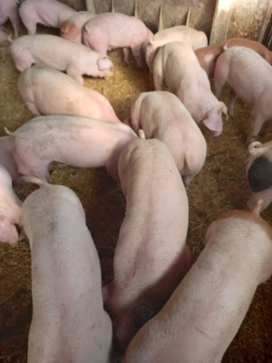 Vand purcei de carne