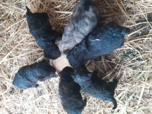 Vind catei de intors olle  - imagine 2