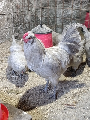 Găini Araucana Britanica Lavanda  - imagine 4