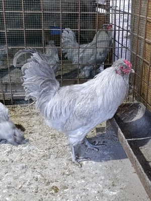 Găini Araucana Britanica Lavanda  - imagine 3