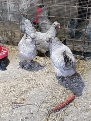 Găini Araucana Britanica Lavanda  - imagine 2