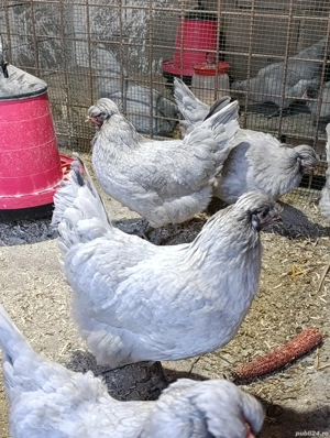 Găini Araucana Britanica Lavanda  - imagine 5