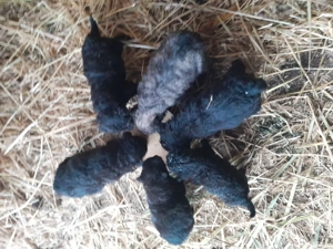 Vind catei de intors olle  - imagine 5