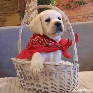 Căței Labrador Retriever - 2 luni, masculi și femele 