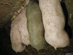 De vanzare soldani pietreani - imagine 2