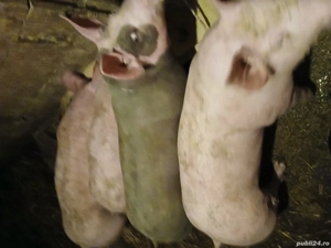 De vanzare soldani pietreani - imagine 3