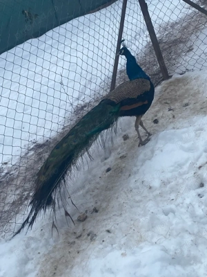 vand păun matur 4ani  - imagine 2