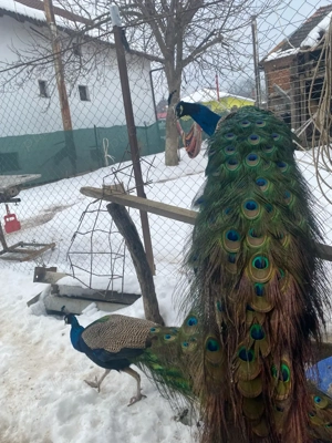 vand păun matur 4ani  - imagine 3