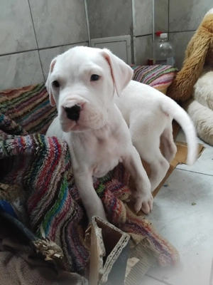 Vând pui Dog Argentinian 