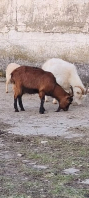 Vând 3 țapi de montă și 20 capre gestante