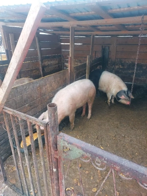 porci de vânzare  - imagine 3