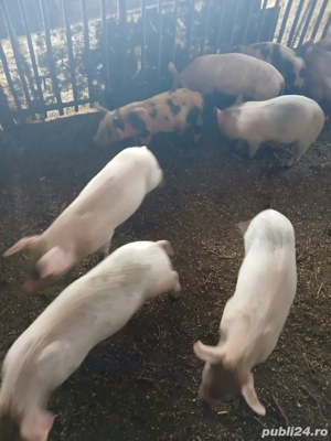 purcei frumoși  - imagine 2