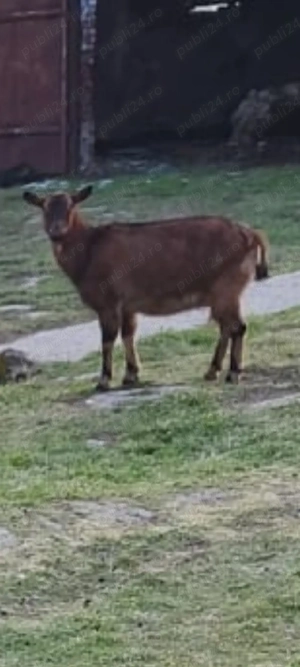 Vând 3 țapi de montă și 20 capre gestante - imagine 2