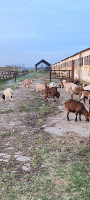 Vând 3 țapi de montă și 20 capre gestante - imagine 4