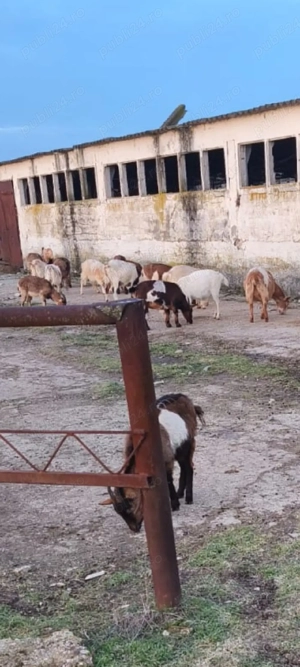 Vând 3 țapi de montă și 20 capre gestante - imagine 3