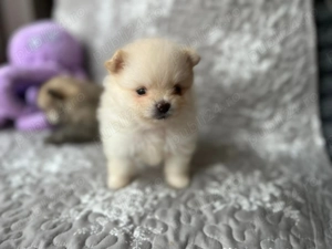 Pomeranian - albi și maro - firmă autorizată  - imagine 2