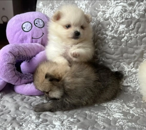 Pomeranian - albi și maro - firmă autorizată  - imagine 3