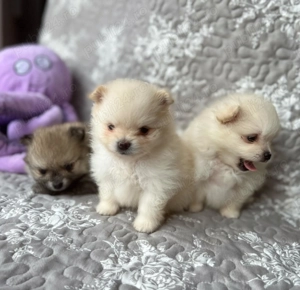 Pomeranian - albi și maro - firmă autorizată 