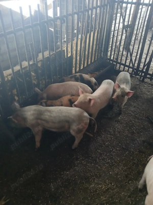 purcei frumoși  - imagine 3