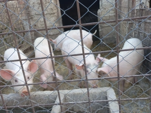 Vând purcei 5 perechi prețul 1200 de lei  perechea 