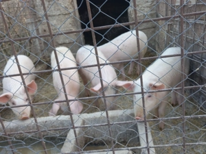 Vând purcei 5 perechi prețul 1200 de lei  perechea  - imagine 2
