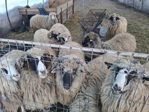 Vand oi gestante !!! - imagine 2