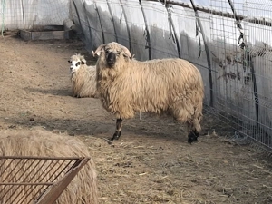 Vand oi gestante !!! - imagine 3