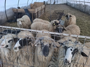 Vand oi gestante !!!