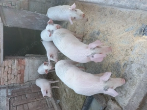 Vând purcei 5 perechi prețul 1200 de lei  perechea  - imagine 4