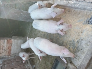 Vând 5 perechi de purcei  - imagine 2