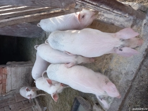 Vând 5 perechi de purcei  - imagine 3