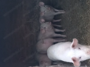 Vând 5 perechi de purcei 