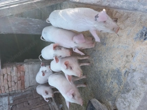 Vând 5 perechi de purcei  - imagine 4