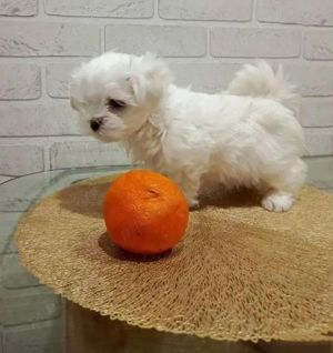 Vând bichonel mini toy băiețel 7 săptămâni 