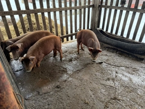 Vand 2 grasuni de 3 luni DUROC - imagine 4