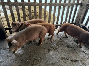 Vand 2 grasuni de 3 luni DUROC - imagine 3