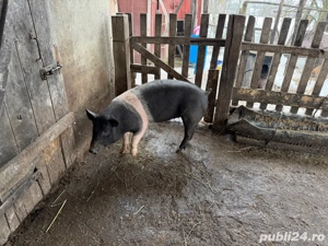 Vand purcea Basna 3 luni - imagine 2