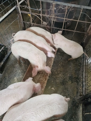 Vând Purcei - imagine 2