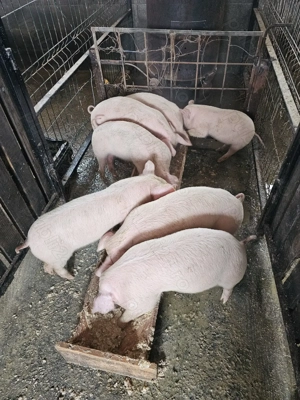 Vând Purcei - imagine 4