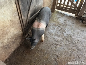 Vand purcea Basna 3 luni - imagine 4