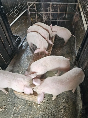 Vând Purcei - imagine 3