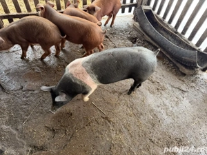 Vand purcea Basna 3 luni - imagine 3