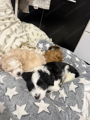 Pui bison malteze - imagine 2