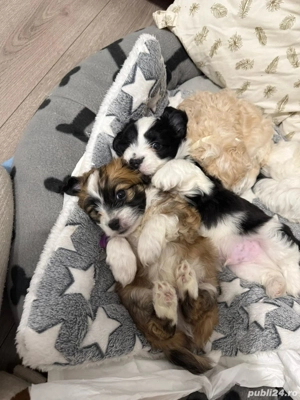 Pui bison malteze - imagine 4