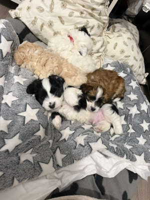 Pui bison malteze - imagine 3