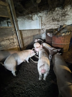 Vand purcei - imagine 3