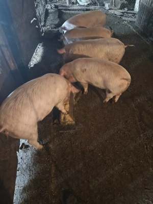 Vand purcei - imagine 2